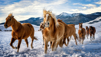 Horses Snow Running 4k Laptop Full HD 1080p Wallpaper