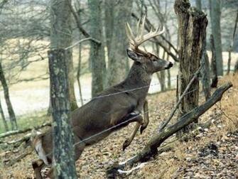 Whitetail Buck Jumping Fence Waterandwoods Net Wallpaper