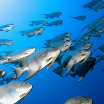 School Of Fish iPad Wallpaper Background And Theme