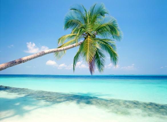 Tropical Island Screensaver Enjoy This Featuring