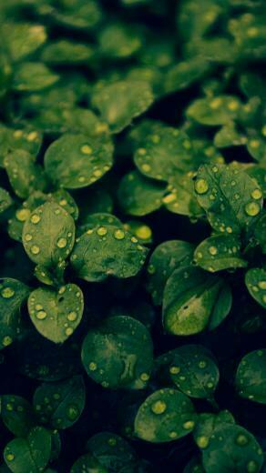 Fresh Dew Green Leafy Branch iPhone Plus Wallpaper