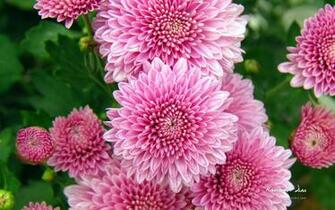 Image Hi Shayari Beautiful Flower Wallpaper For Your