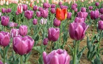 Try It Now Related Wallpaper Flowers Tulip Tulips This