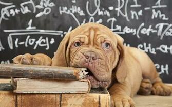 Animal Dogue De Bordeaux Wallpaper
