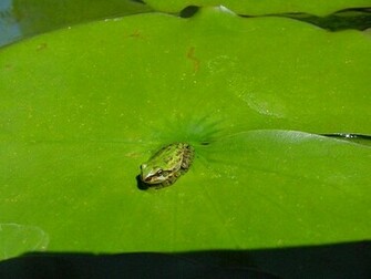 Category Animals HD Wallpaper Subcategory Frogs