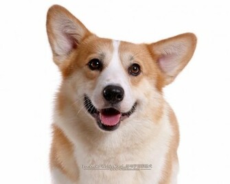 Corgi Dogs And Pembroke Welsh Puppies No Wallpaper