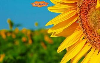 Sunflower Screensaver Animated Desktop Wallpaper