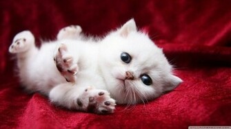 Adorable Kitty Cat Wallpaper
