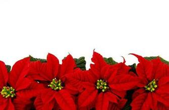 Poinsettia Flower Bright Row White Background Stock Photos
