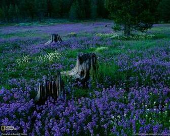 Image National Geographic Wallpaper Flowers Pc Android