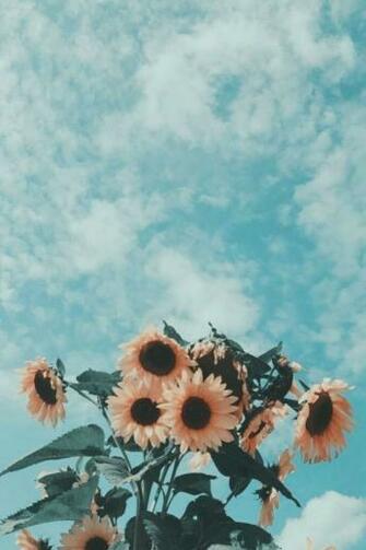 Asmaa Salleh On Flower With Image Sunflower Wallpaper
