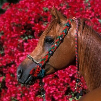 Animals iPad Tablet Brown Quarter Horse Wallpaper For Mini
