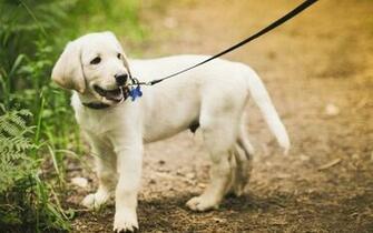 Golden Labrador Retriever X Close