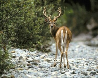 White Tailed Deer Jpg Wallpaper Animals Misc