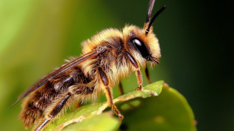 Insects Wallpaper