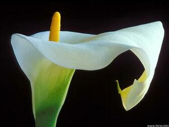 Beauty Calla Lily Flower Wallpaper Me