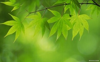 Wallpaper Green Leaves Index