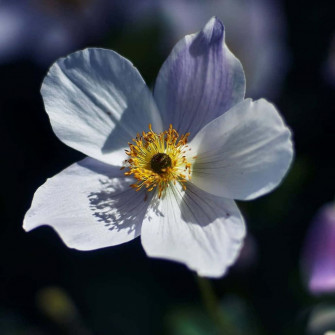 Anemone Flower Blooming In A Meadow Wallpaper
