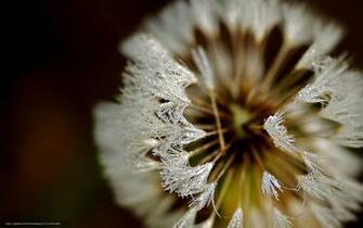 Wallpaper Original Dandelion Flowers Pelauts