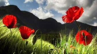 Summer Image Wallpaper High Definition Quality Widescreen