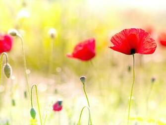 Wallpaper Poppy Flowers Desktop