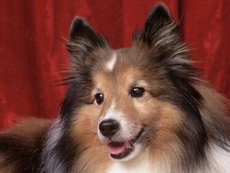 Shetland Sheepdog Wallpaper