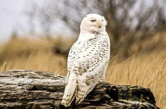 Snowy Owl Wallpaper HD Early
