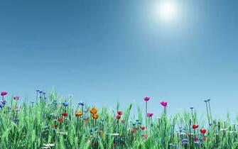 Spring Flowers Wallpaper