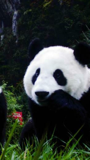 Animal Panda 3wallpaper iPhone Les Wallpaper Du Jour