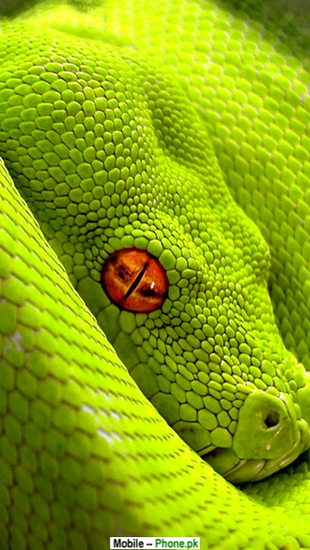 Green Png
