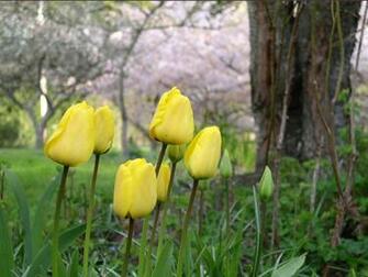 Late Winter Early Spring Wallpaper Tulips