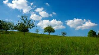 Wallpaper Field Summer Landscape Sky Desktop