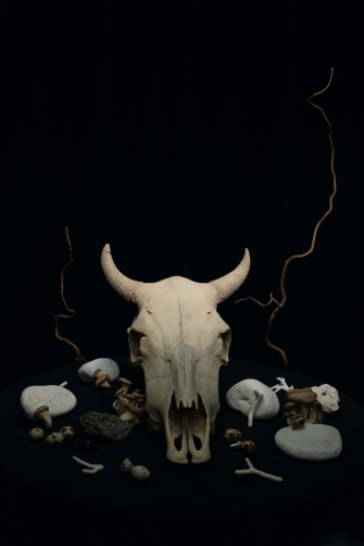 Bull Skull Wallpaper