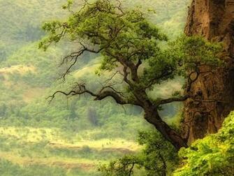 Wide HDq Oak Trees Wallpaper Bsnscb Gallery