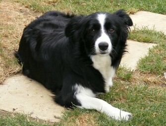 Border Collie Puppies Rescue Pictures Information Temperament