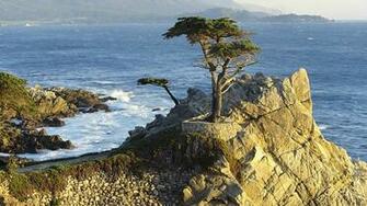 Monterey Cypress For A Computer Widescreen Desktop Wallpaper