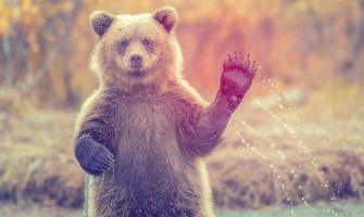 Animal Planet Wallpaper