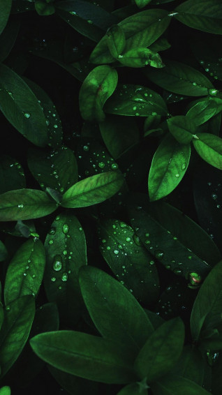 Flora Drops Green Leaves Wallpaper Marvel HD Nature