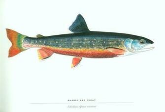 Fish Trout Wallpaper