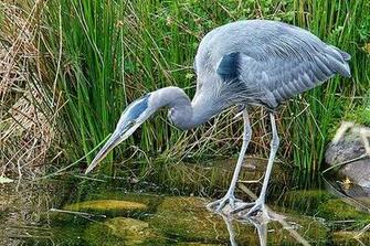 Great Blue Heron Photos Wallpaper The Fun Bank
