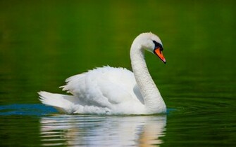 Tag Swan Wallpaper Background Photos Imageand Pictures For