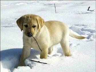 Puppies Screensaver