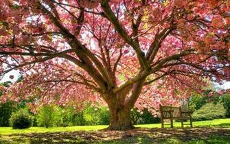 Spring Wallpaper Desktop Background