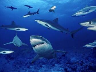 Terrors Of The Deep Ocean Life Photography Desktop Wallpaper