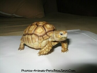 Cute Baby Turtles Pictures Photos Animals Pets Spot
