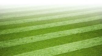 Sports Powerpoint Background Wallpaper Ppt