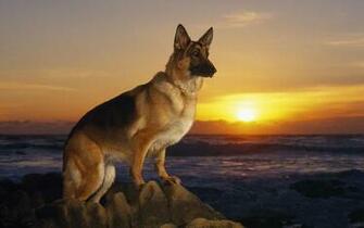 Cool Dogs Wallpaper Image