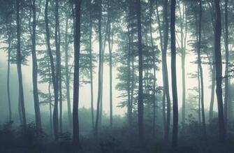 Sea Of Trees Forest Mural Wallpaper Muralswallpaper Co Uk