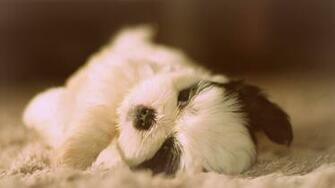 Wallpaper Shih Tzu Dog Puppy Baby