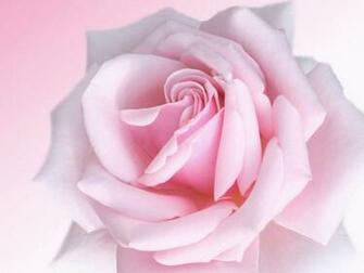 Wallpaper Pink Rose